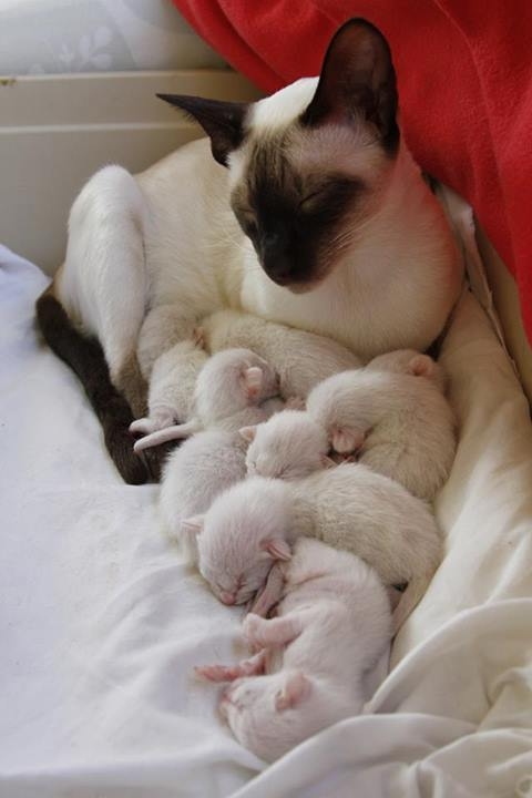S*Malviken's Maria Nyckelpiga and her kittens, one day old