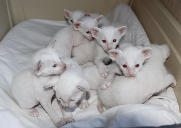 Casper's and Maria's kittens: the pile of cuteness, 3 weeks old